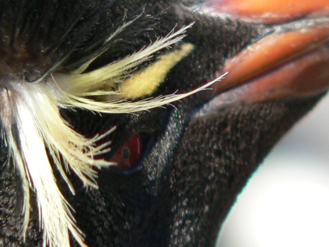 ../../Pictures/241209/081 Rockhopper.JPG